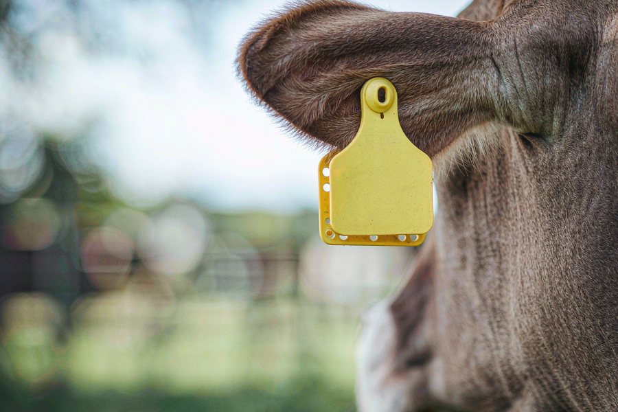 Animal & Industry 4.0